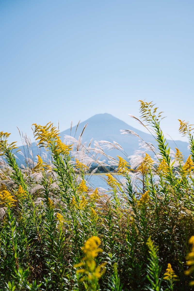 Court Appeals on Lump-Sum Alimony